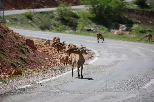 TUNCELİ KARA YOLU, KORUMA ALTINDAKİ DAĞ KEÇİLERİNE KALDI TUNCELİ KARA YOLU, KORUMA ALTINDAKİ DAĞ KEÇİLERİNE KALDI