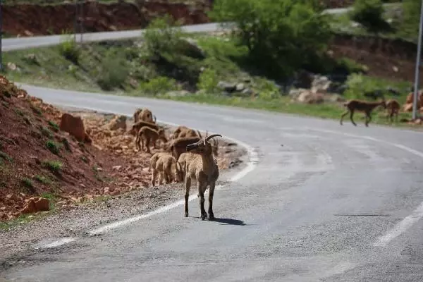 TUNCELİ KARA YOLU, KORUMA ALTINDAKİ DAĞ KEÇİLERİNE KALDI TUNCELİ KARA YOLU, KORUMA ALTINDAKİ DAĞ KEÇİLERİNE KALDI
