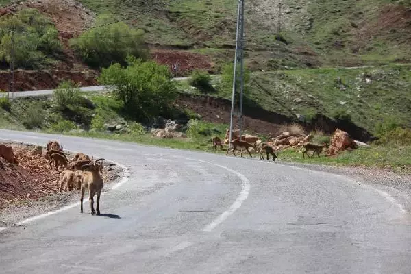 TUNCELİ KARA YOLU, KORUMA ALTINDAKİ DAĞ KEÇİLERİNE KALDI TUNCELİ KARA YOLU, KORUMA ALTINDAKİ DAĞ KEÇİLERİNE KALDI