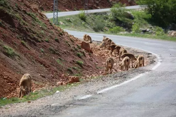 TUNCELİ KARA YOLU, KORUMA ALTINDAKİ DAĞ KEÇİLERİNE KALDI TUNCELİ KARA YOLU, KORUMA ALTINDAKİ DAĞ KEÇİLERİNE KALDI