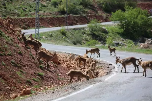 TUNCELİ KARA YOLU, KORUMA ALTINDAKİ DAĞ KEÇİLERİNE KALDI TUNCELİ KARA YOLU, KORUMA ALTINDAKİ DAĞ KEÇİLERİNE KALDI