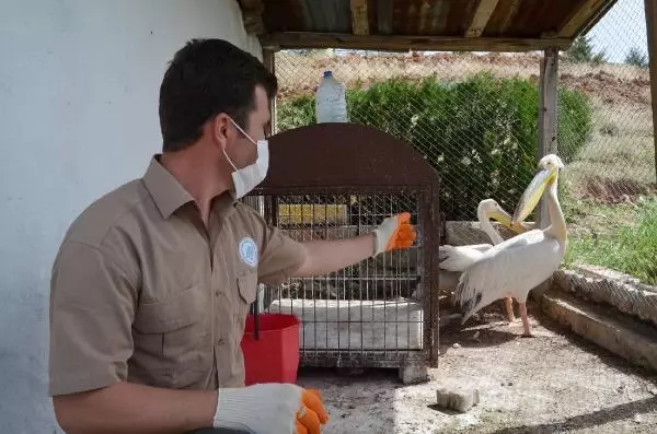 Son dakika haberi: TUZ GÖLÜ'NDE YARALI VE BİTKİN BULUNAN 2 PELİKAN, TEDAVİYE ALINDI Son dakika haberi: TUZ GÖLÜ'NDE YARALI VE BİTKİN BULUNAN 2 PELİKAN, TEDAVİYE ALINDI