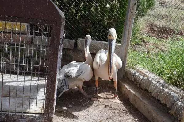 Son dakika haberi: TUZ GÖLÜ'NDE YARALI VE BİTKİN BULUNAN 2 PELİKAN, TEDAVİYE ALINDI Son dakika haberi: TUZ GÖLÜ'NDE YARALI VE BİTKİN BULUNAN 2 PELİKAN, TEDAVİYE ALINDI