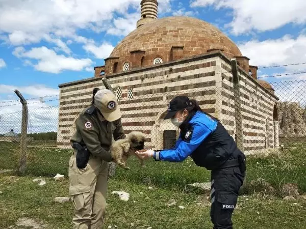 Son dakika haberi... VAN'DA POLİSLER SOKAK HAYVANLARINI ELLERİYLE BESLEDİ Son dakika haberi... VAN'DA POLİSLER SOKAK HAYVANLARINI ELLERİYLE BESLEDİ
