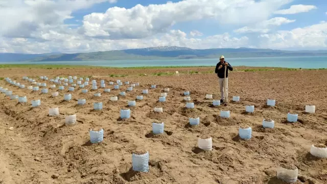 Vanlı çiftçi, 100 adet pet bidonla sera kurdu Vanlı çiftçi, 100 adet pet bidonla sera kurdu