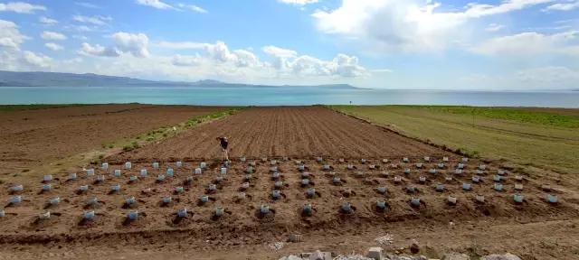 Vanlı çiftçi, 100 adet pet bidonla sera kurdu Vanlı çiftçi, 100 adet pet bidonla sera kurdu
