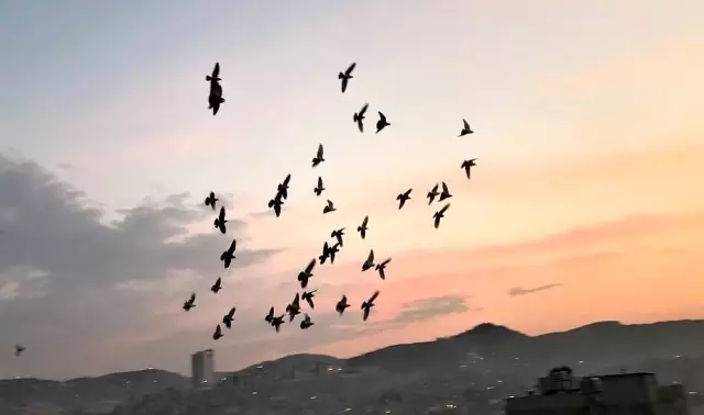 Tam kapanmada zamanını damda kuş uçurarak geçiriyor Tam kapanmada zamanını damda kuş uçurarak geçiriyor