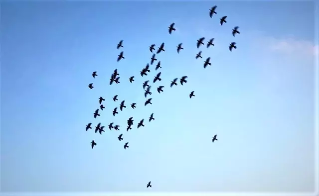 Tam kapanmada zamanını damda kuş uçurarak geçiriyor Tam kapanmada zamanını damda kuş uçurarak geçiriyor
