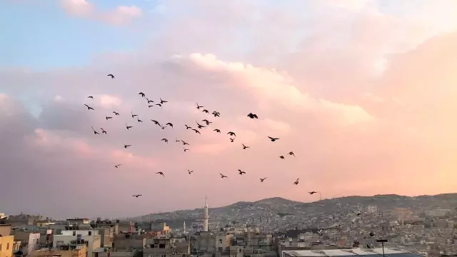 Tam kapanmada zamanını damda kuş uçurarak geçiriyor Tam kapanmada zamanını damda kuş uçurarak geçiriyor