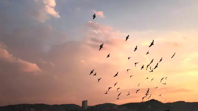 Tam kapanmada zamanını damda kuş uçurarak geçiriyor Tam kapanmada zamanını damda kuş uçurarak geçiriyor
