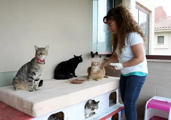 VİLLASINDA 33 KEDİ VE 4 KÖPEĞE BAKIYOR VİLLASINDA 33 KEDİ VE 4 KÖPEĞE BAKIYOR