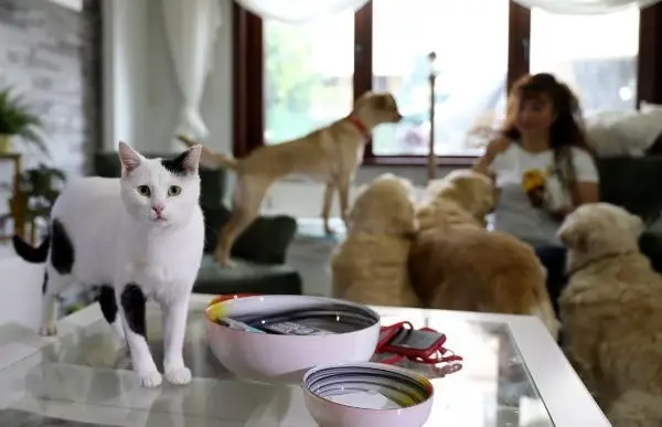 VİLLASINDA 33 KEDİ VE 4 KÖPEĞE BAKIYOR VİLLASINDA 33 KEDİ VE 4 KÖPEĞE BAKIYOR