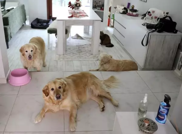 VİLLASINDA 33 KEDİ VE 4 KÖPEĞE BAKIYOR VİLLASINDA 33 KEDİ VE 4 KÖPEĞE BAKIYOR