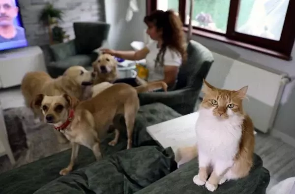 VİLLASINDA 33 KEDİ VE 4 KÖPEĞE BAKIYOR VİLLASINDA 33 KEDİ VE 4 KÖPEĞE BAKIYOR