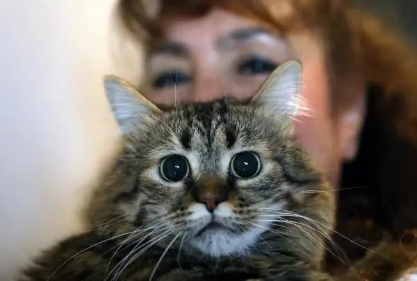 VİLLASINDA 33 KEDİ VE 4 KÖPEĞE BAKIYOR VİLLASINDA 33 KEDİ VE 4 KÖPEĞE BAKIYOR