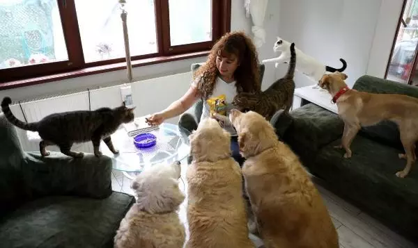 VİLLASINDA 33 KEDİ VE 4 KÖPEĞE BAKIYOR VİLLASINDA 33 KEDİ VE 4 KÖPEĞE BAKIYOR