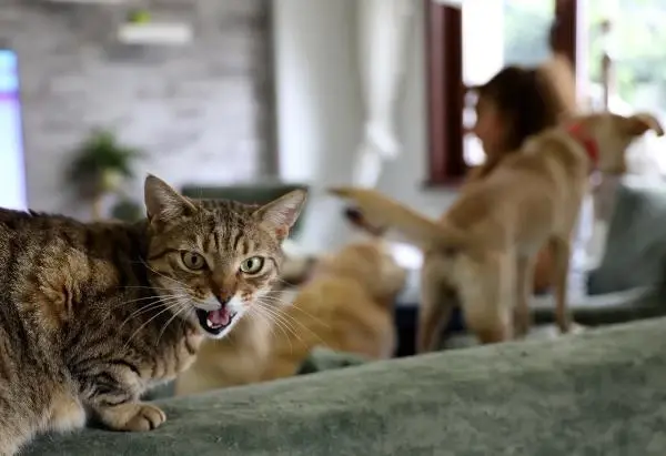 VİLLASINDA 33 KEDİ VE 4 KÖPEĞE BAKIYOR VİLLASINDA 33 KEDİ VE 4 KÖPEĞE BAKIYOR