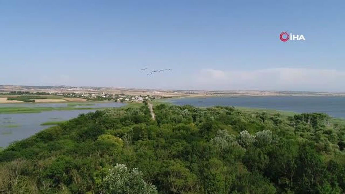 Yaren Leyleğin dostu Adem Amca'ya müjdeli haber: 4 yavrusu dünyaya geldi