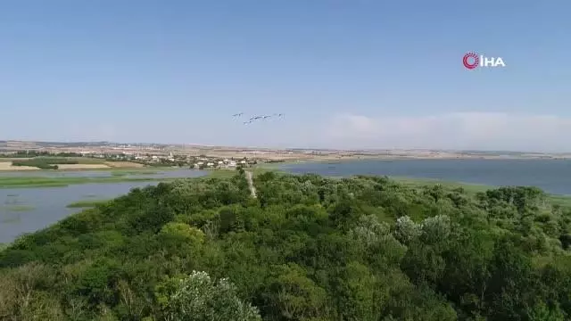 Yaren Leyleğin dostu Adem Amca'ya müjdeli haber: 4 yavrusu dünyaya geldi Yaren Leyleğin dostu Adem Amca'ya müjdeli haber: 4 yavrusu dünyaya geldi
