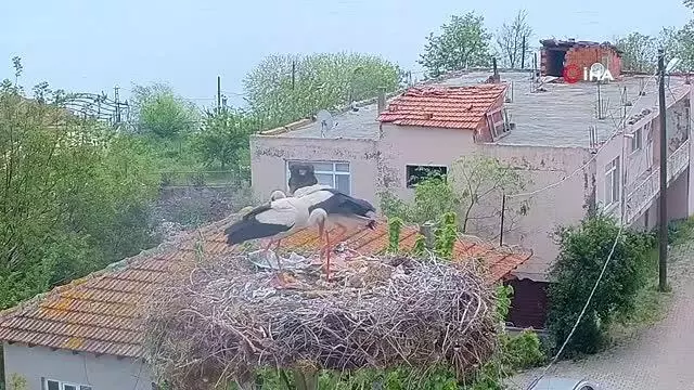 Yaren Leyleğin dostu Adem Amca'ya müjdeli haber: 4 yavrusu dünyaya geldi Yaren Leyleğin dostu Adem Amca'ya müjdeli haber: 4 yavrusu dünyaya geldi