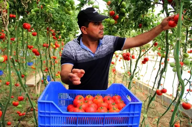 Zam şampiyonu domatesin üreticiye faydası yok Zam şampiyonu domatesin üreticiye faydası yok