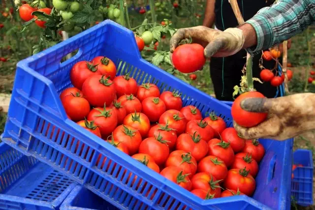 Zam şampiyonu domatesin üreticiye faydası yok Zam şampiyonu domatesin üreticiye faydası yok