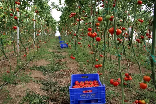 Zam şampiyonu domatesin üreticiye faydası yok Zam şampiyonu domatesin üreticiye faydası yok