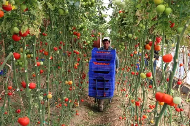 Zam şampiyonu domatesin üreticiye faydası yok Zam şampiyonu domatesin üreticiye faydası yok