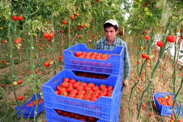 Zam şampiyonu domatesin üreticiye faydası yok Zam şampiyonu domatesin üreticiye faydası yok