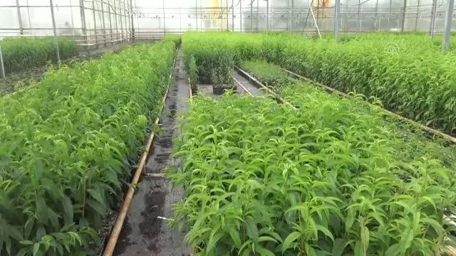 AFYONKARAHİSAR - Jeotermal ısıtmalı serada üretilen meyve fidanları, yurt dışına gönderiliyor AFYONKARAHİSAR - Jeotermal ısıtmalı serada üretilen meyve fidanları, yurt dışına gönderiliyor