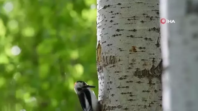 Ağaçkakanın yuva yapması böyle görüntülendi Ağaçkakanın yuva yapması böyle görüntülendi