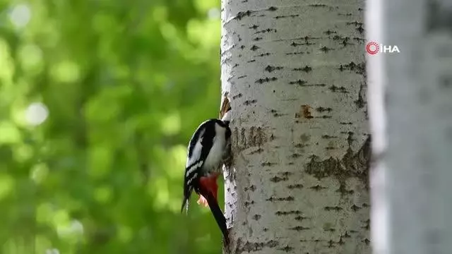 Ağaçkakanın yuva yapması böyle görüntülendi