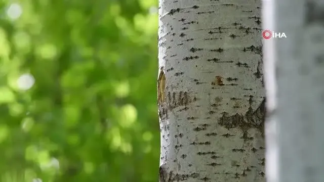 Ağaçkakanın yuva yapması böyle görüntülendi