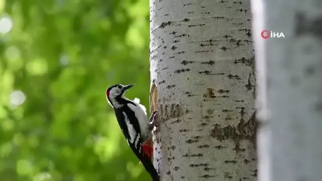 Ağaçkakanın yuva yapması böyle görüntülendi