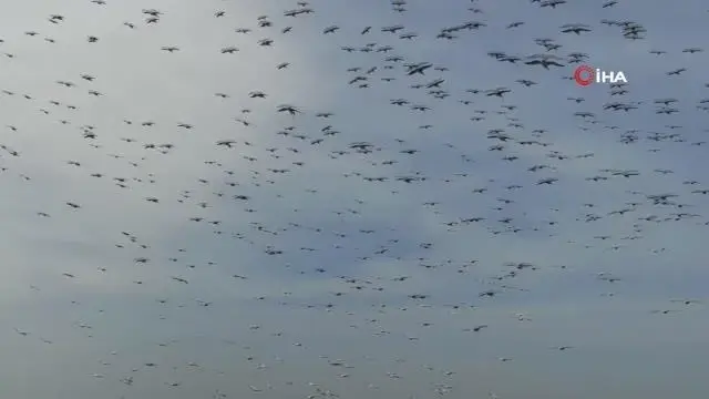 Ak pelikanların gökyüzünde mest eden dansı Ak pelikanların gökyüzünde mest eden dansı