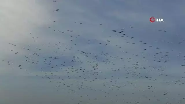 Ak pelikanların gökyüzünde mest eden dansı Ak pelikanların gökyüzünde mest eden dansı