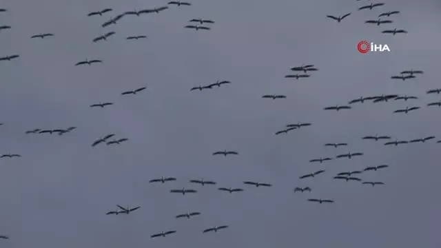 Ak pelikanların gökyüzünde mest eden dansı Ak pelikanların gökyüzünde mest eden dansı