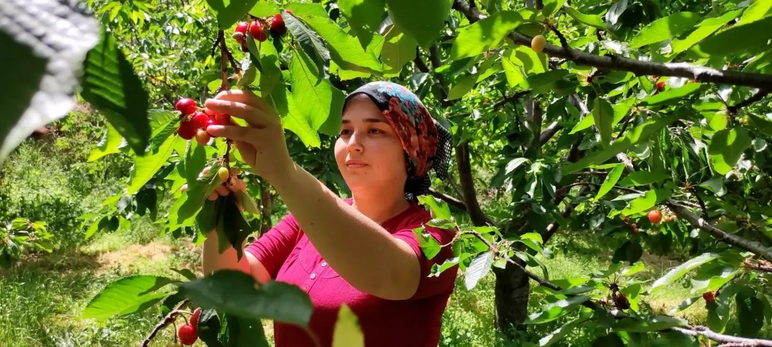 Antalya'da buruk erkenci kiraz hasadı