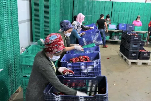 Antalya halinde semt pazarı hareketliliği başladı Antalya halinde semt pazarı hareketliliği başladı