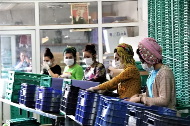 Antalya halinde semt pazarı hareketliliği başladı Antalya halinde semt pazarı hareketliliği başladı