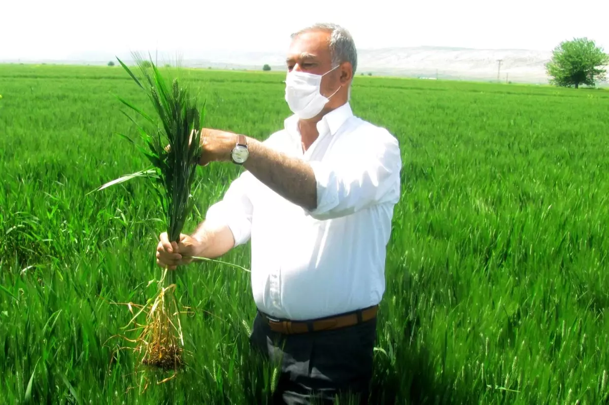 Araban'da firik hasadı başladı