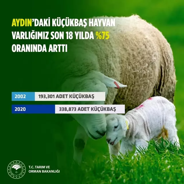 Aydın'da küçükbaş hayvan sayısı artış gösterdi Aydın'da küçükbaş hayvan sayısı artış gösterdi