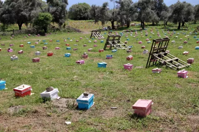 Aydınlı kadınların ürettikleri anaarılar Türkiye'ye dağılıyor Aydınlı kadınların ürettikleri anaarılar Türkiye'ye dağılıyor