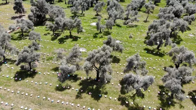 Aydınlı kadınların ürettikleri anaarılar Türkiye'ye dağılıyor Aydınlı kadınların ürettikleri anaarılar Türkiye'ye dağılıyor