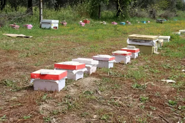 Aydınlı kadınların ürettikleri anaarılar Türkiye'ye dağılıyor Aydınlı kadınların ürettikleri anaarılar Türkiye'ye dağılıyor