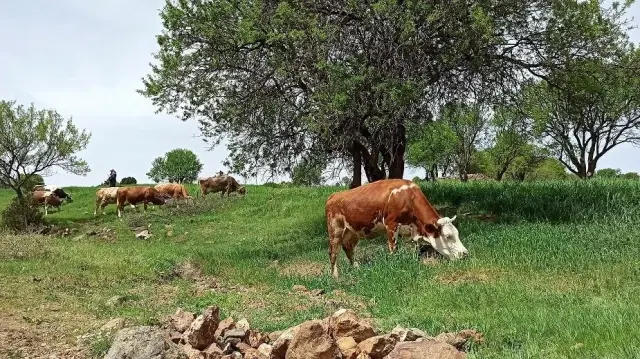 Baharın gelişiyle meralar hayvanlarla süslendi Baharın gelişiyle meralar hayvanlarla süslendi