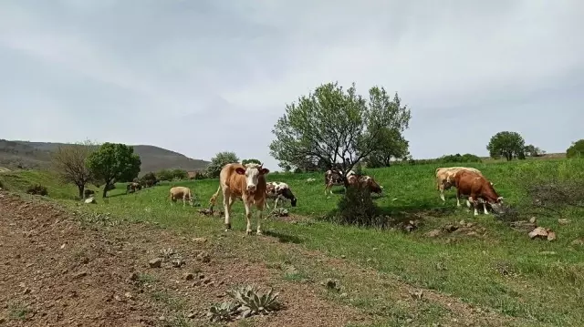 Baharın gelişiyle meralar hayvanlarla süslendi Baharın gelişiyle meralar hayvanlarla süslendi
