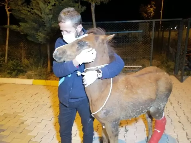 Önce tedavi etti, sonra sarıldı: Yaralı tay ile belediye görevlisinin o anları yürekleri ısıttı Önce tedavi etti, sonra sarıldı: Yaralı tay ile belediye görevlisinin o anları yürekleri ısıttı