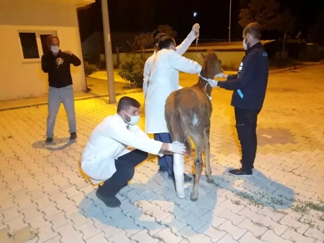 Önce tedavi etti, sonra sarıldı: Yaralı tay ile belediye görevlisinin o anları yürekleri ısıttı Önce tedavi etti, sonra sarıldı: Yaralı tay ile belediye görevlisinin o anları yürekleri ısıttı