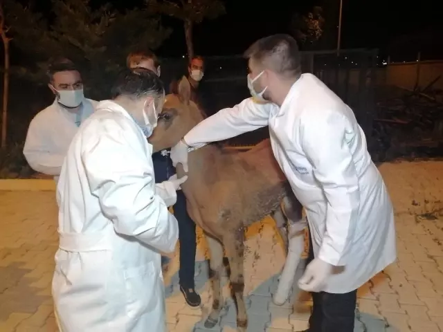 Önce tedavi etti, sonra sarıldı: Yaralı tay ile belediye görevlisinin o anları yürekleri ısıttı Önce tedavi etti, sonra sarıldı: Yaralı tay ile belediye görevlisinin o anları yürekleri ısıttı
